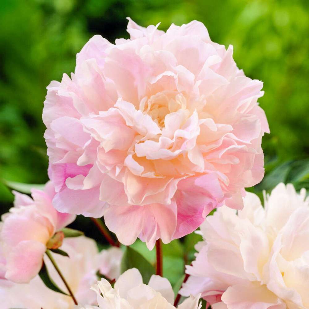 Pion 'Catharina Fontijn'